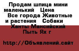 Продам шпица мини маленький › Цена ­ 15 000 - Все города Животные и растения » Собаки   . Ханты-Мансийский,Пыть-Ях г.